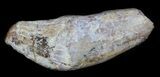 Archaeocete (Primitive Whale) Tooth - Basilosaur #36131-1